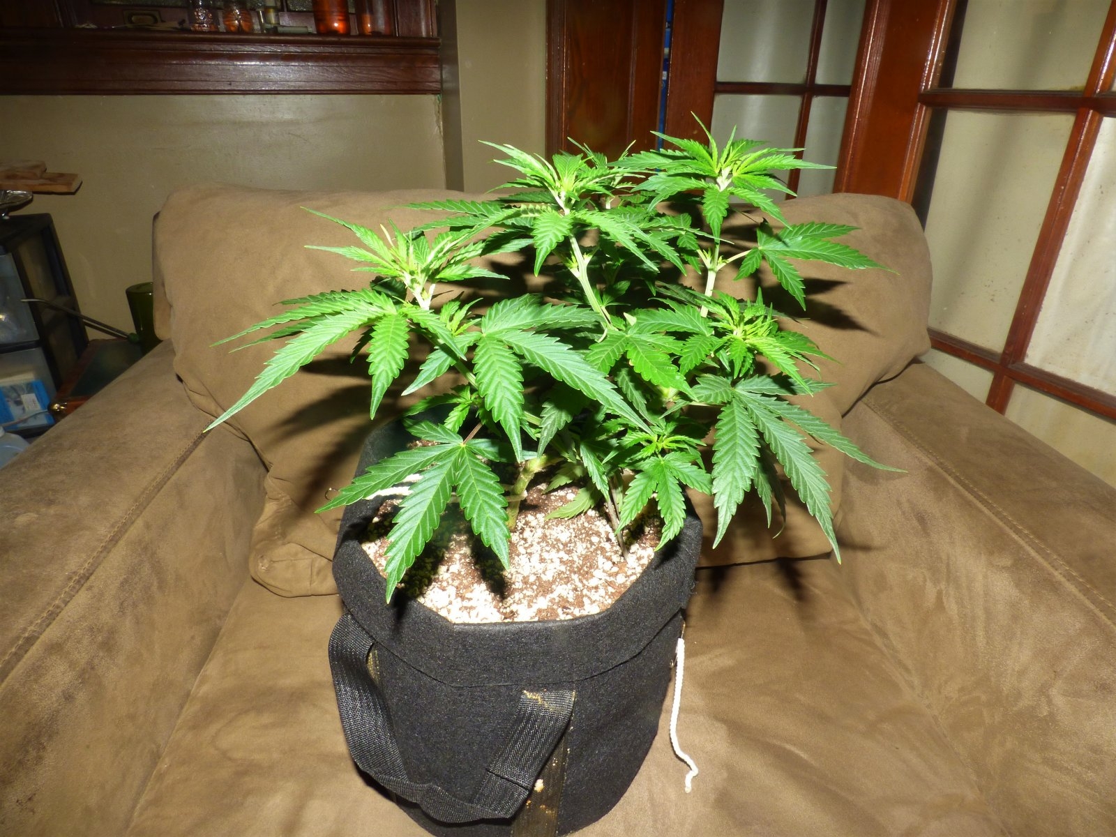 Lemon Haze day 33.JPG