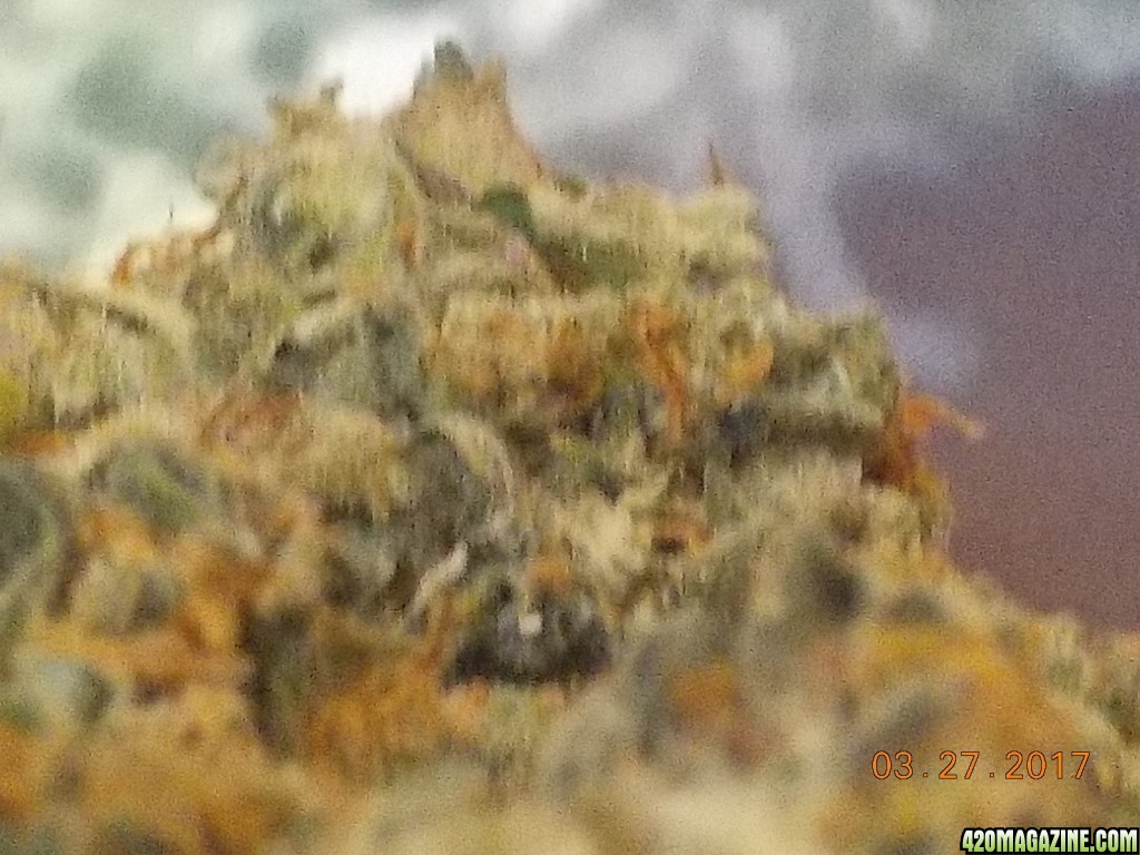 Lemon Haze