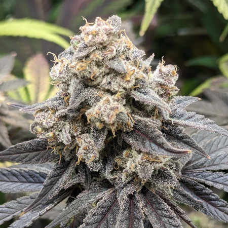 Lemon-Hulk-Annabelles-garden-seeds-420-cannapot.jpg