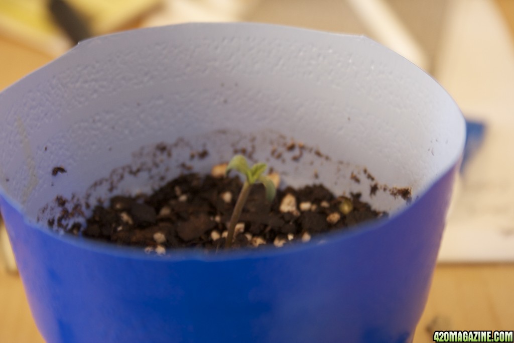 lemon kush day 8