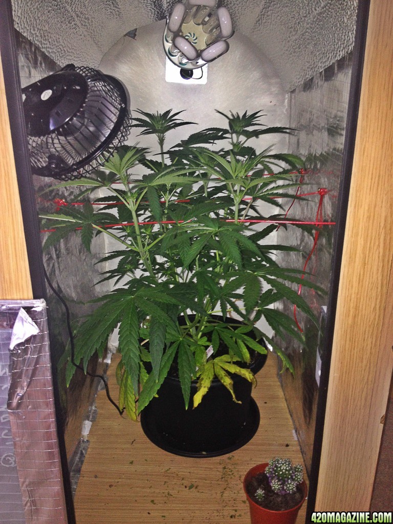 LEMON KUSH WEEK 1 FLOWER