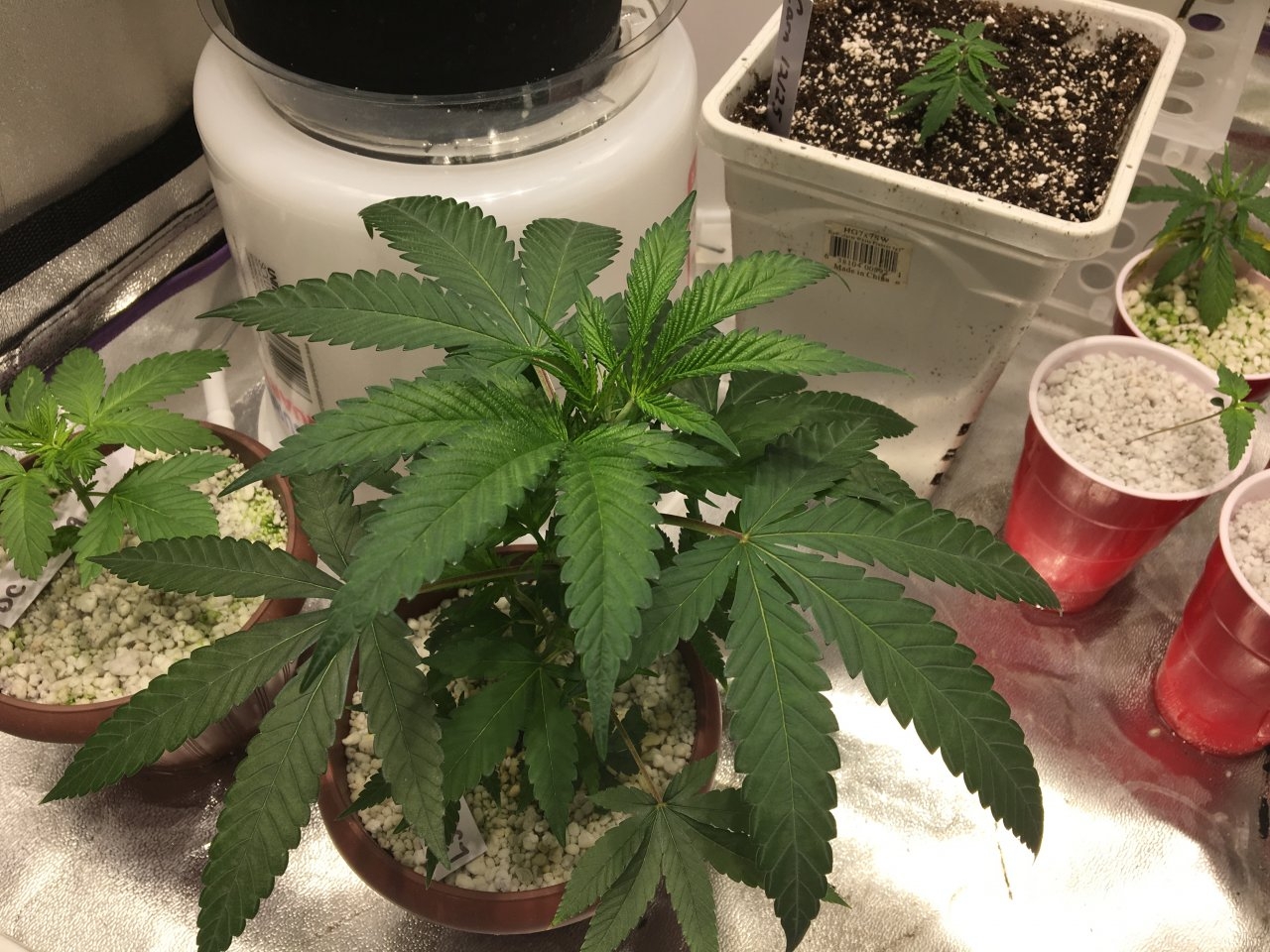 Lemon Lotus x Love Gift (4 weeks)