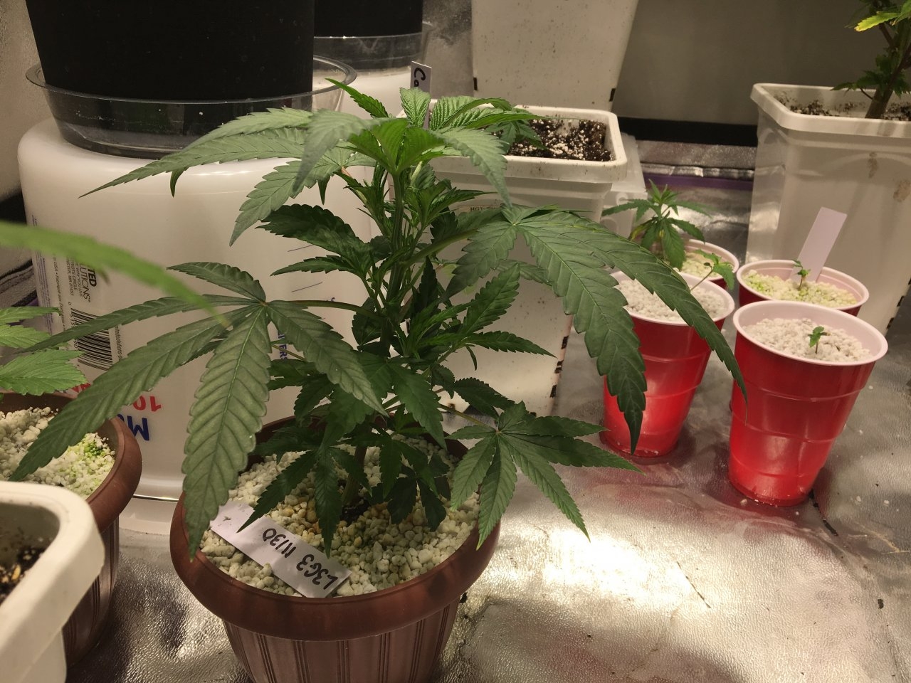 Lemon Lotus x Love Gift (week 4)