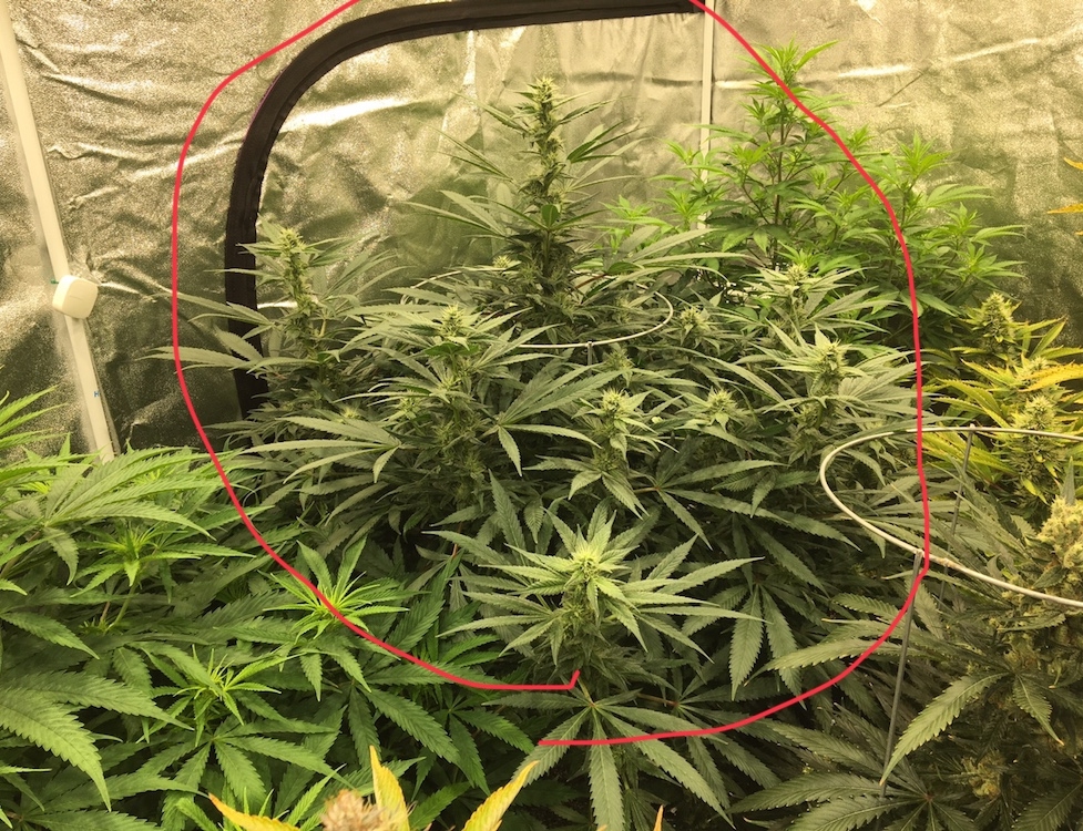 Lemon Lotus x Love Gift (week four of flower)