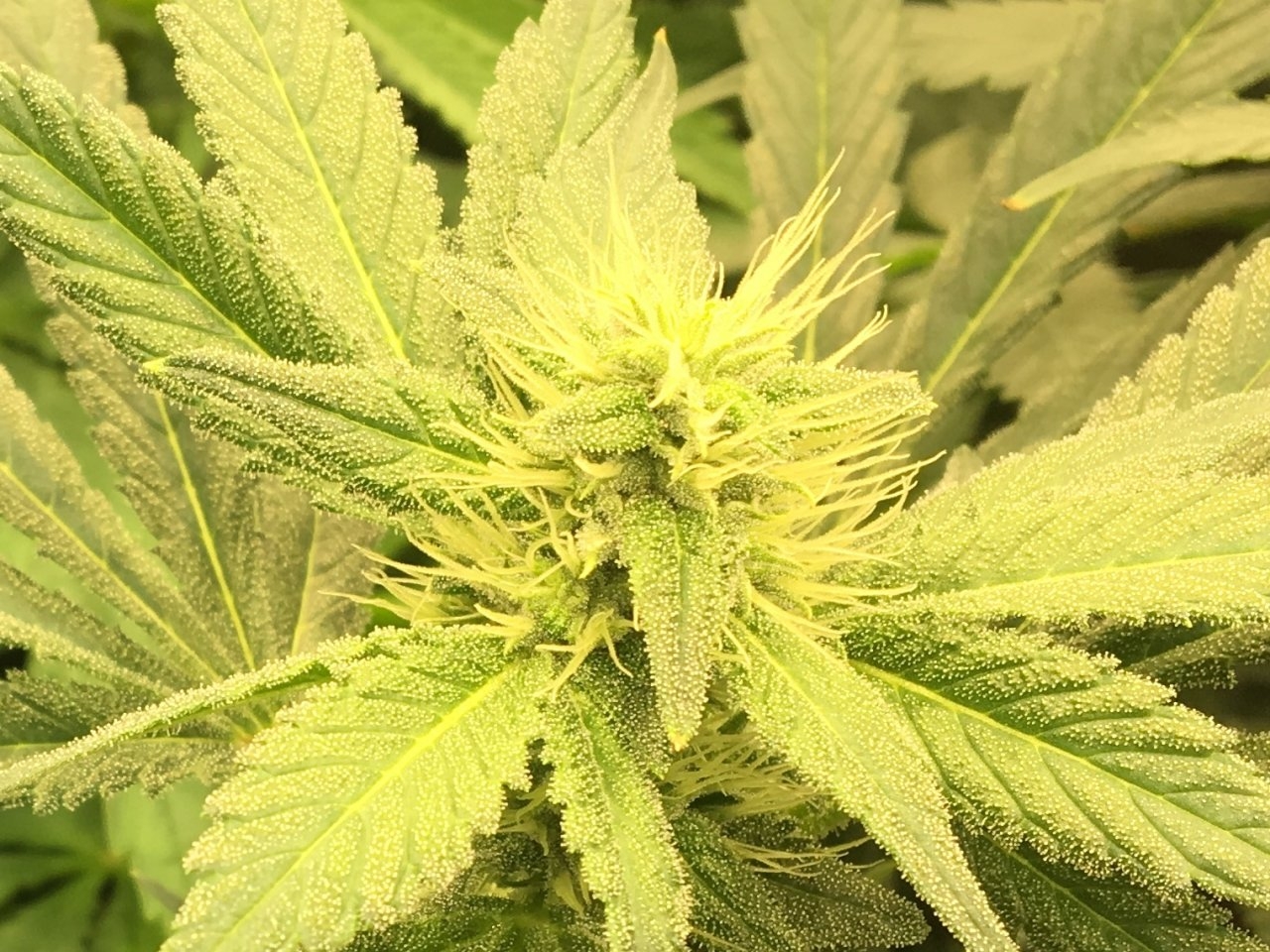 Lemon Lotus x Love Gift (week four of flower)