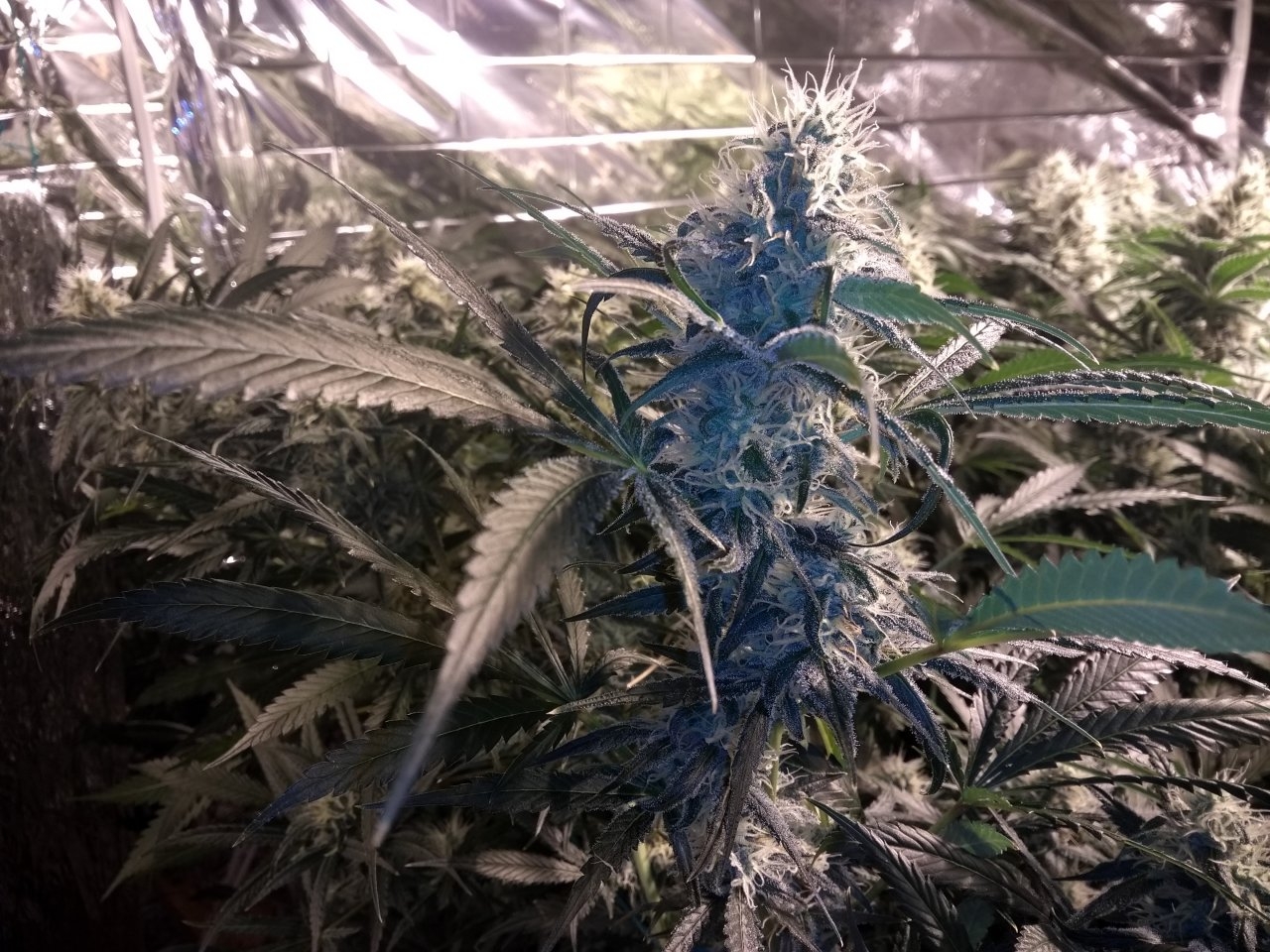 Lemon OG Candy Day 51 of Flowering (3).jpg