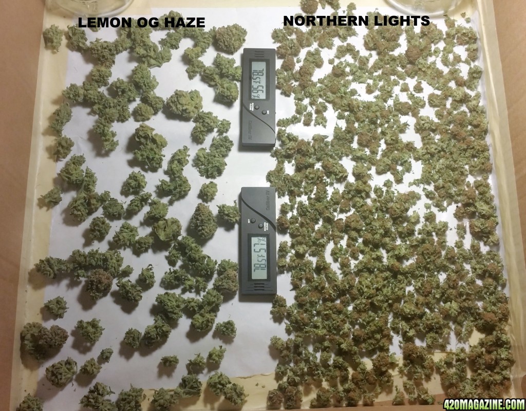 Lemon OG Haze and Northern Lights