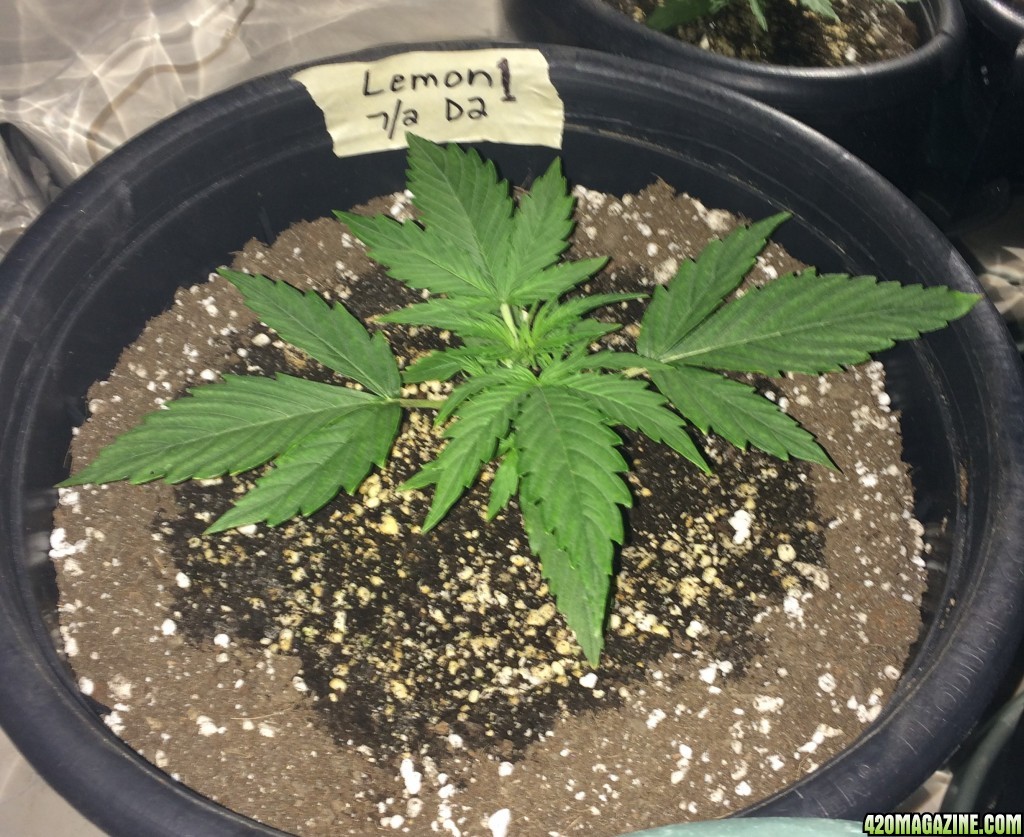 Lemon OG Haze Auto