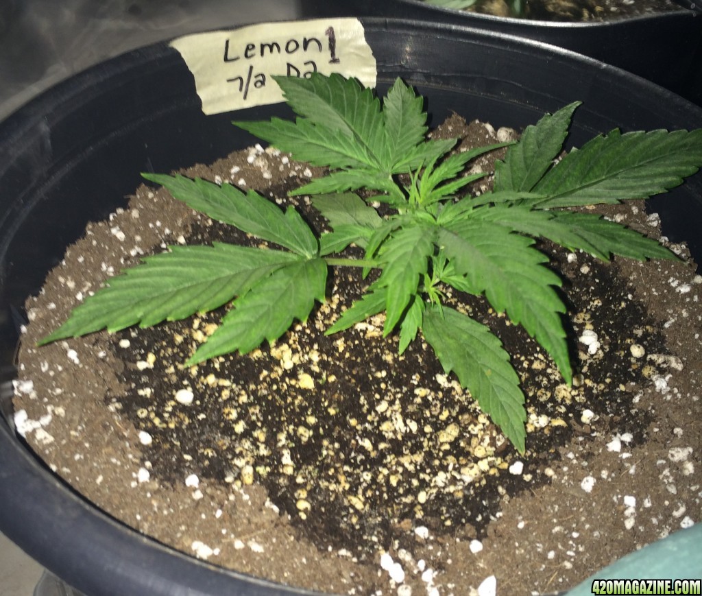 Lemon OG Haze Auto