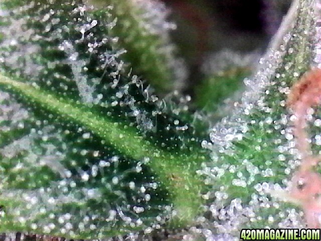 Lemon OG Haze Week 8 Flowering Day 33 Trichomes