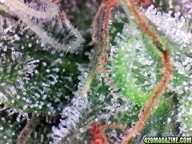 Lemon OG Haze Week 8 Flowering Day 33 Trichomes