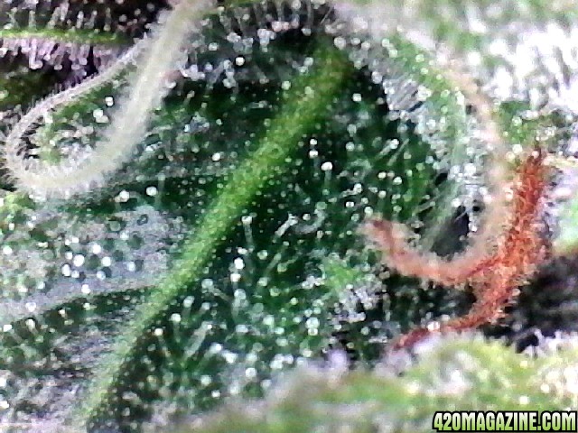 Lemon OG Haze Week 8 Flowering Day 33 Trichomes