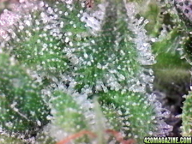 Lemon OG Haze Week 8 Flowering Day 33 Trichomes