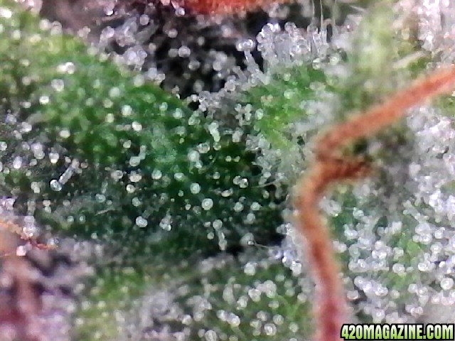 Lemon OG Haze Week 8 Flowering Day 33 Trichomes