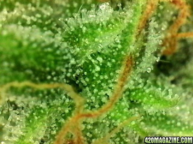 Lemon OG Haze Week 8 Flowering Day 33 Trichomes