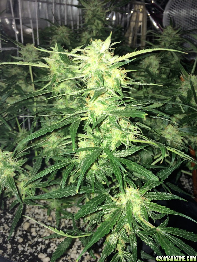 Lemon OG Haze Week 8