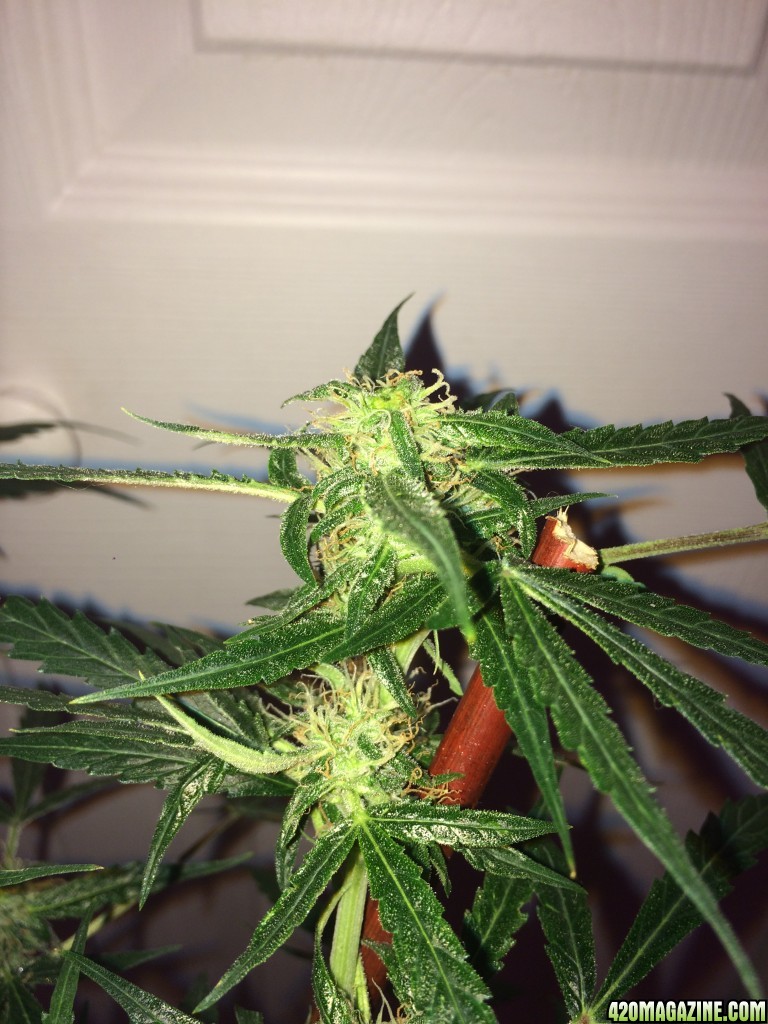 Lemon OG1 Wk7 Flwr21