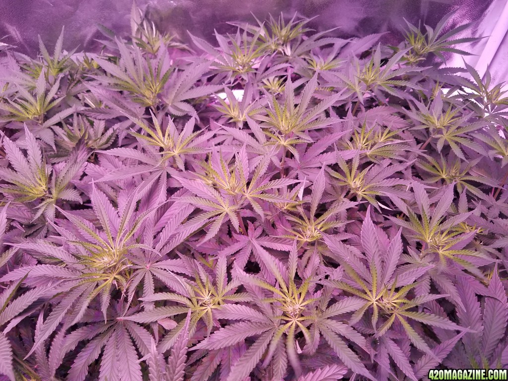 lemon skunk 2  15 days in flower