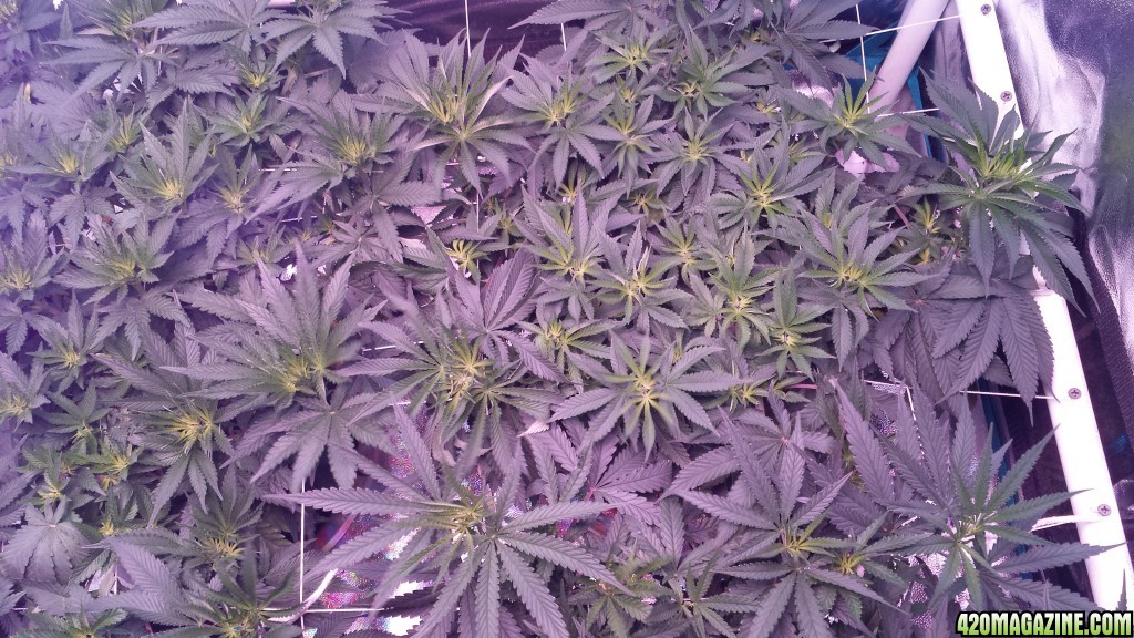 Lemon skunk 2 5 days in flower