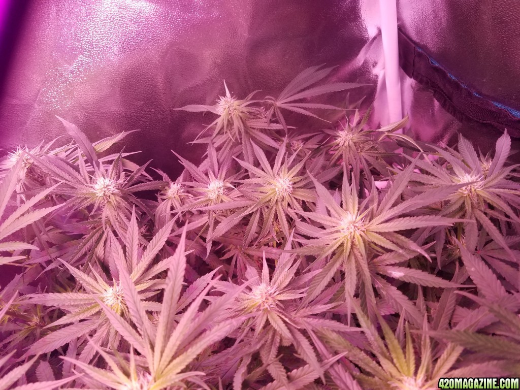 Lemon skunk 2 5 weeks in flower