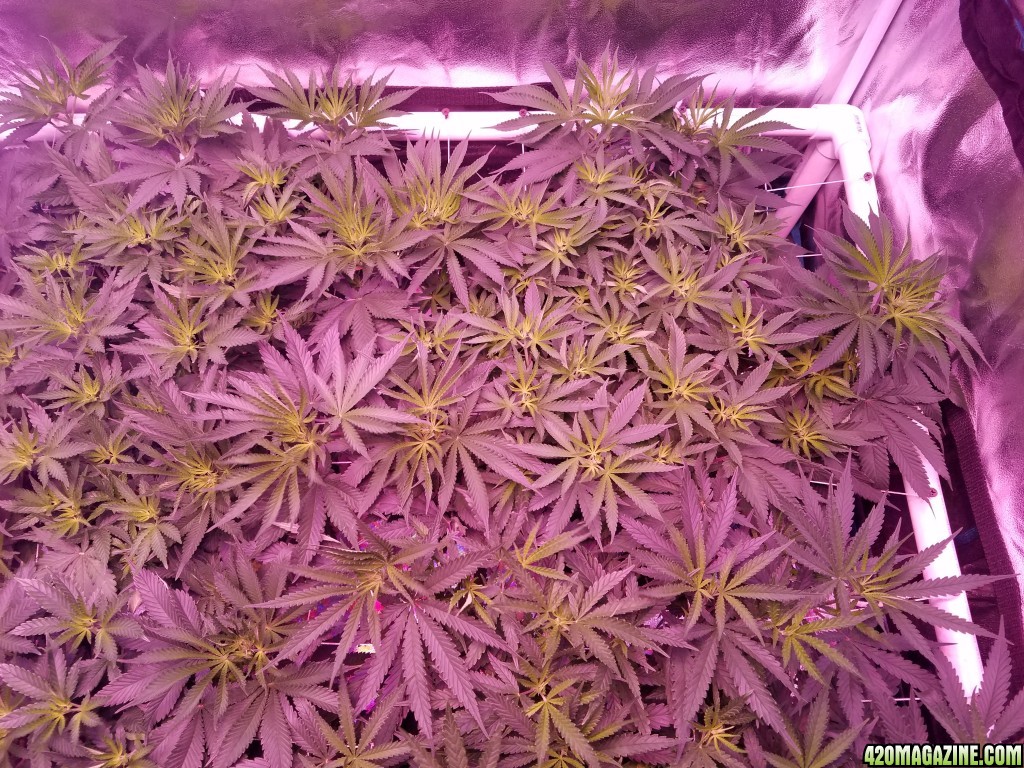 lemon skunk 2 6 days in flower