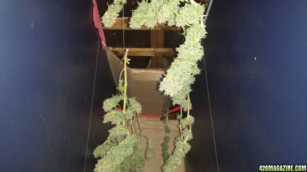 lemon skunk  harvest