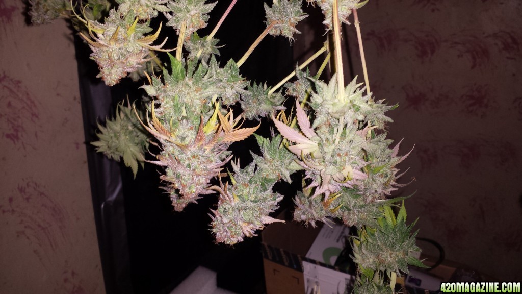 lemon skunk harvested