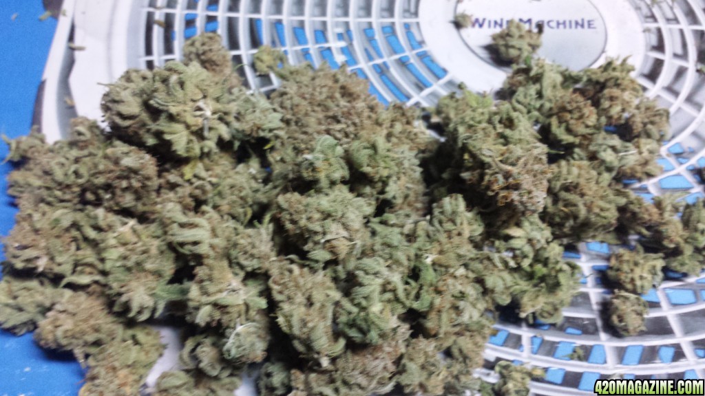 Lemon skunk harvested