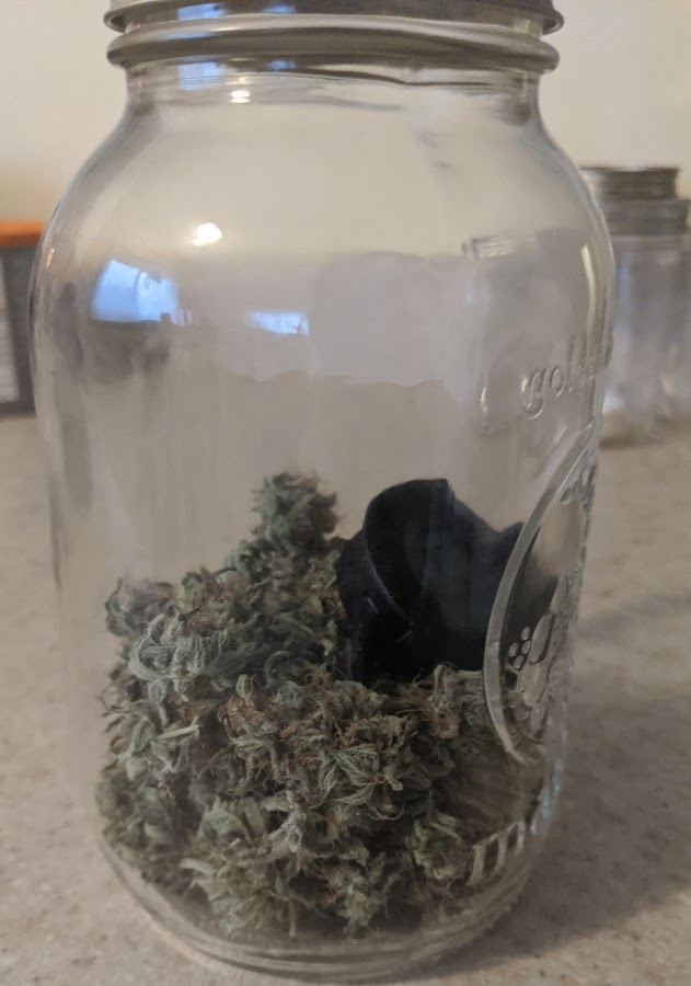 Lemon Skunk.jpg