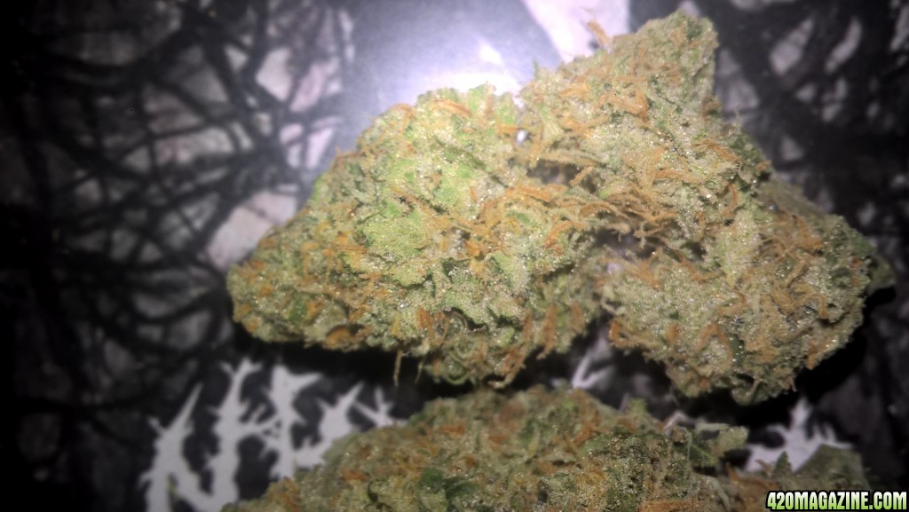 Lemon Skunk