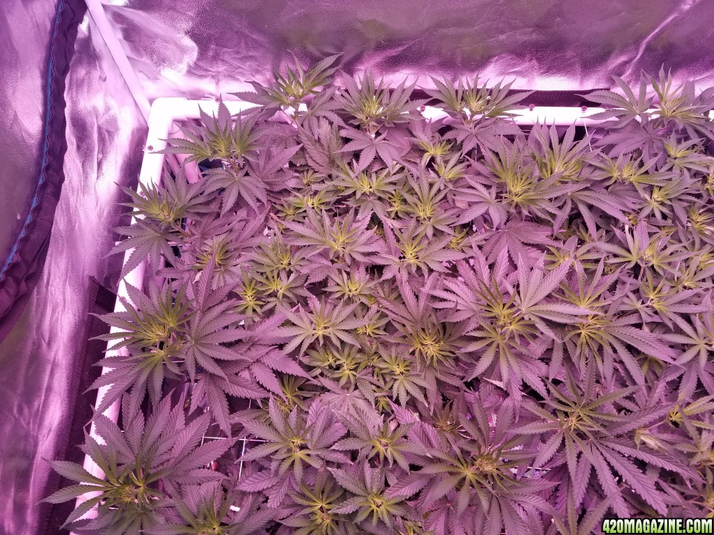 lemon skunk1 6 days in flower