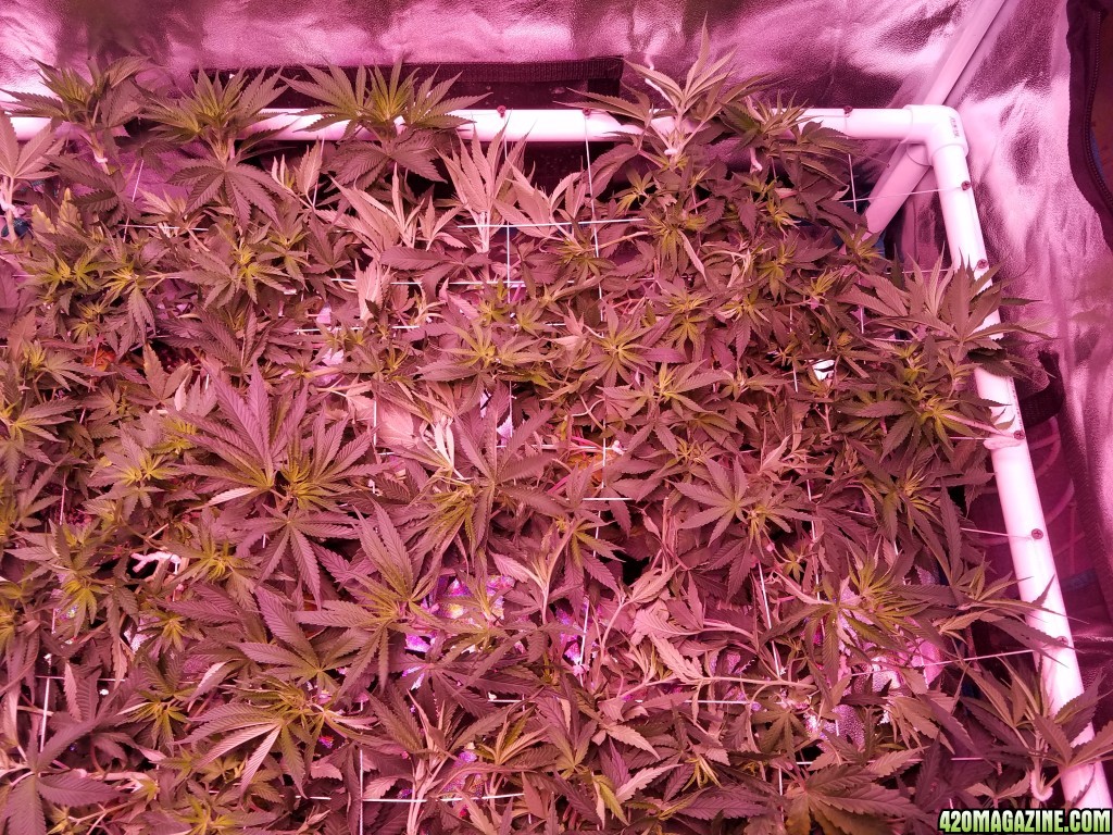 lemon skunk2 after tuck 6 days in flower