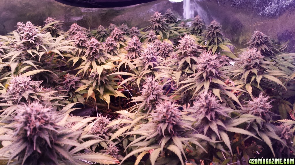 lemon skunks 43 days in flower