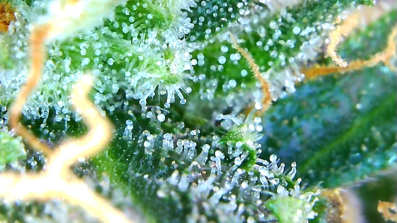 Lemon trichomes first peek.jpg