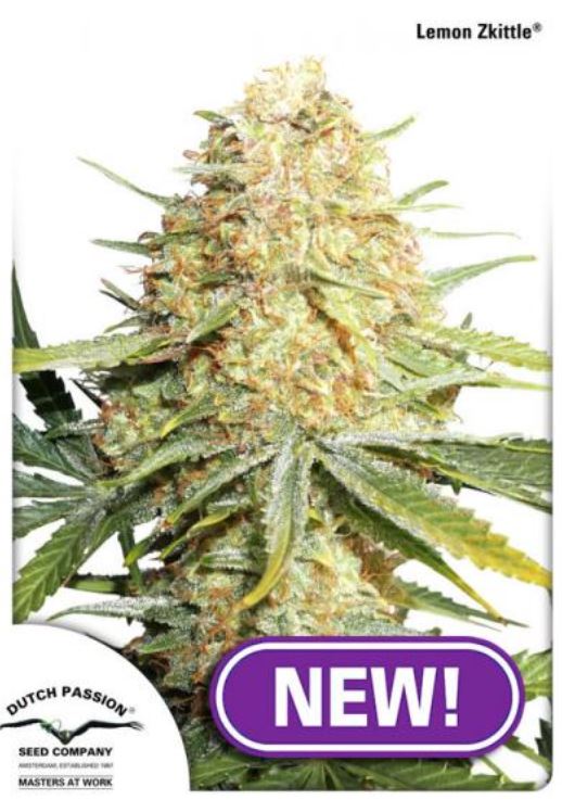 Lemon Zkittle female Dutch Passion weedseeds