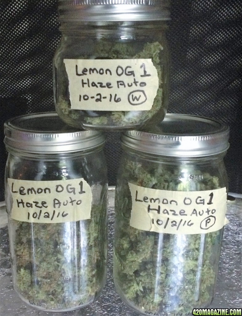 Lemon1 OG Haze Jarred for Curing