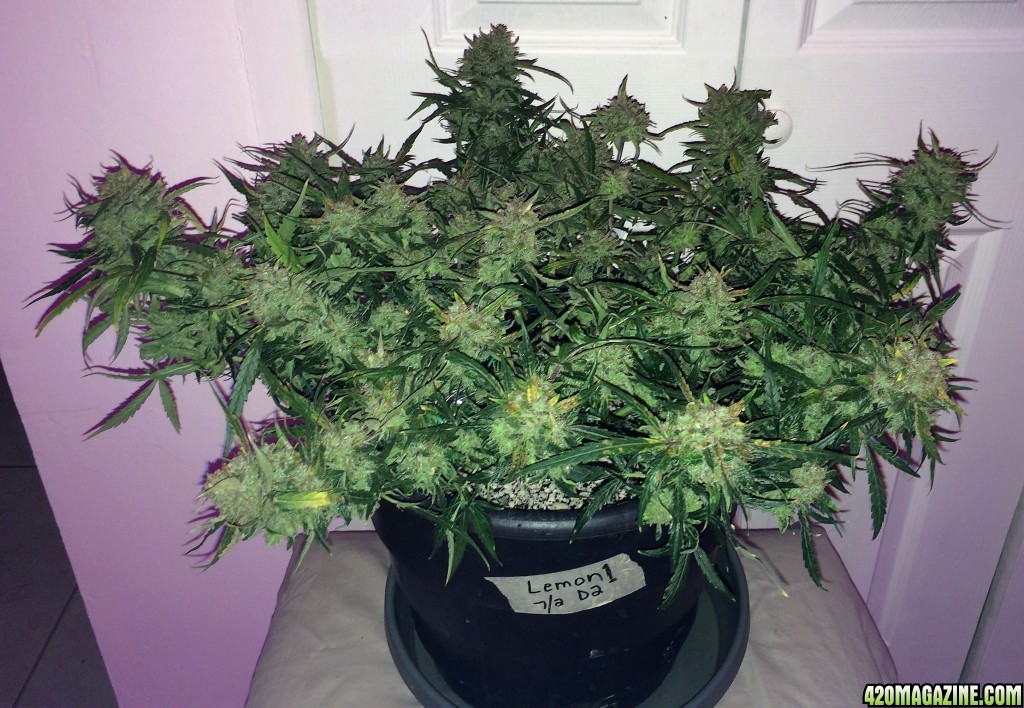 Lemon1 OG Haze Week 12 Flowering Day 55