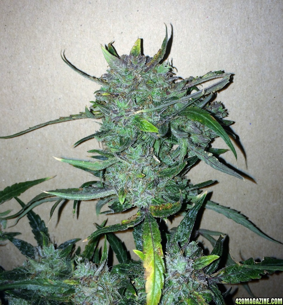 Lemon1 OG Haze Week 12 Flowering Day 55