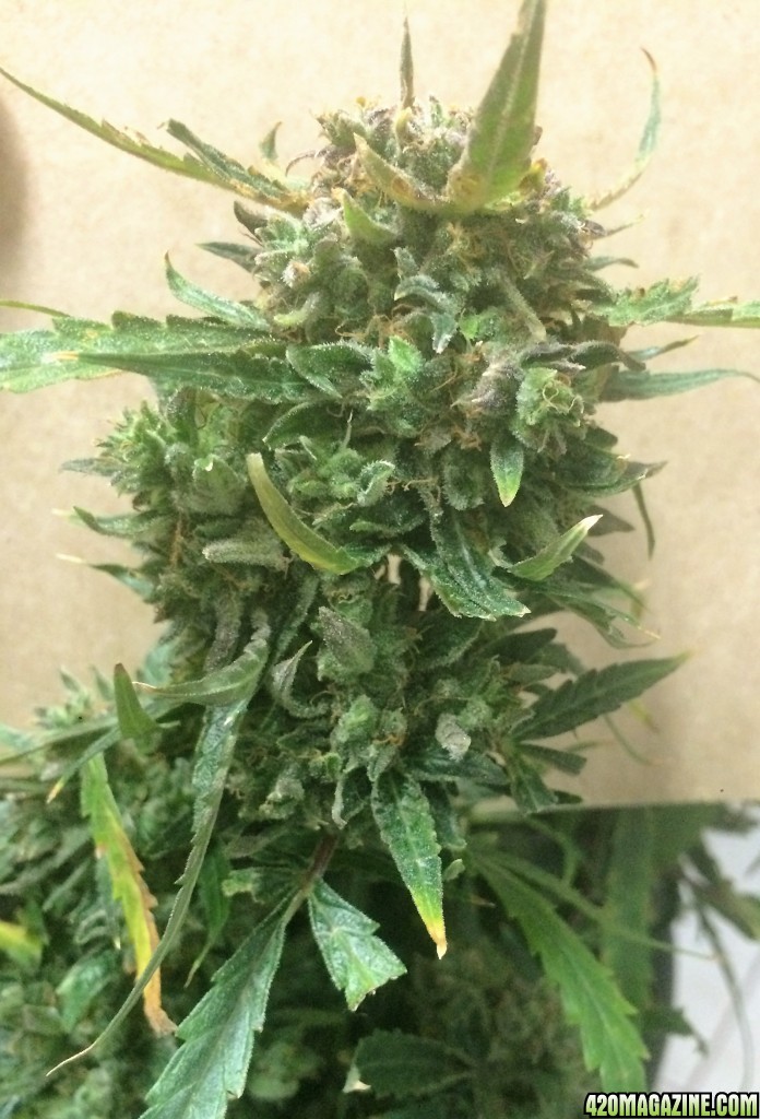 Lemon1 OG Haze Week 12 Flowering Day 61