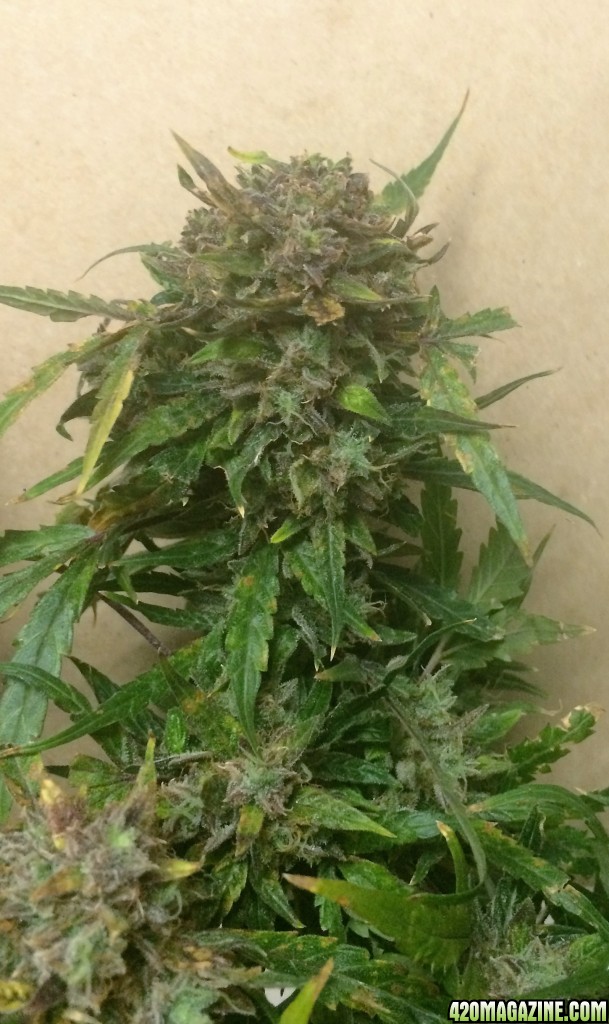 Lemon1 OG Haze Week 12 Flowering Day 61