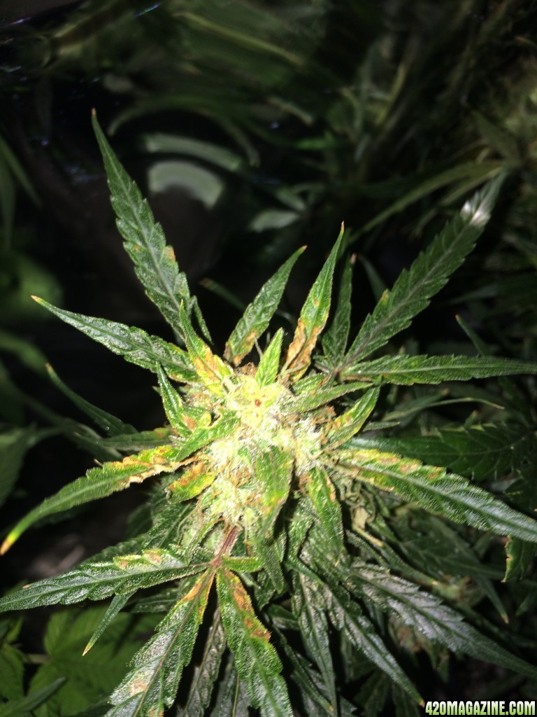 Lemon1 OG Haze Week 9 Flowering Day 35