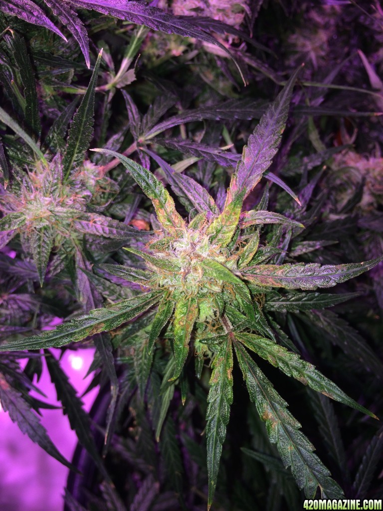 Lemon1 OG Haze Week 9 Flowering Day 35