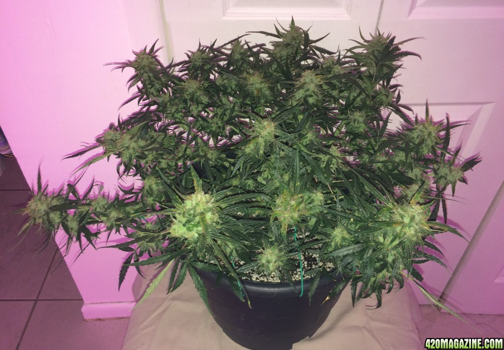 Lemon1 OG Haze Week 9 Flowering Day 37