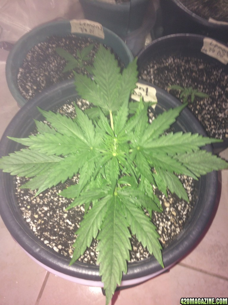 Lemon1 Veg Stage Week 2