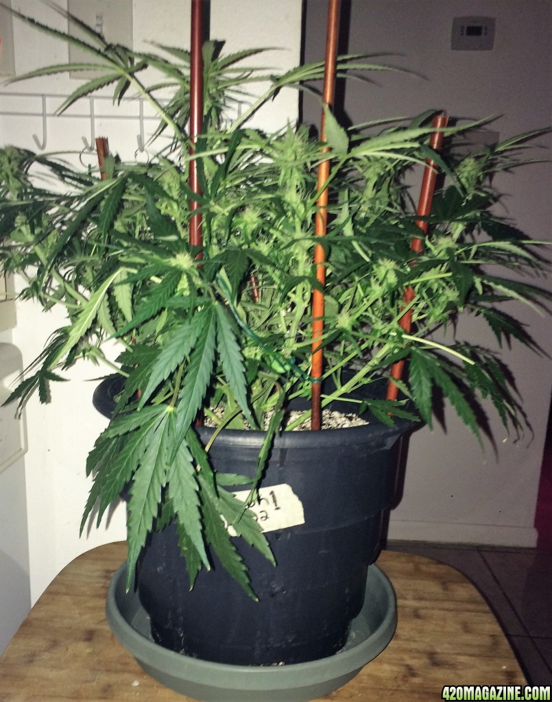 Lemon1 Week6 Flower Day14