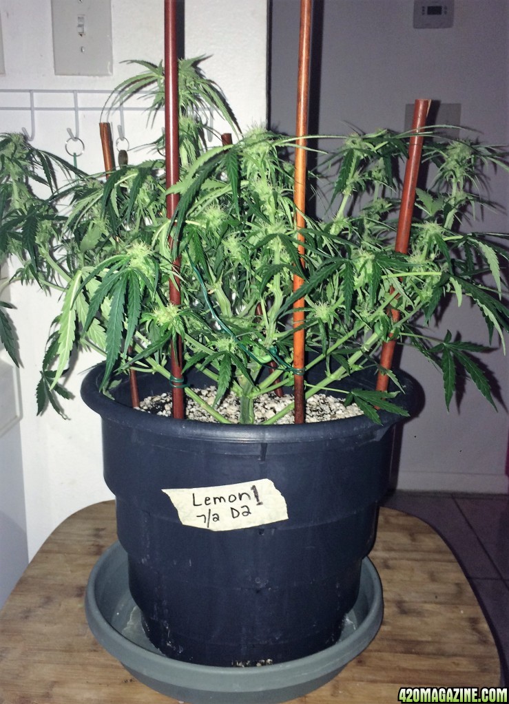 Lemon1 Week6 Flower Day14