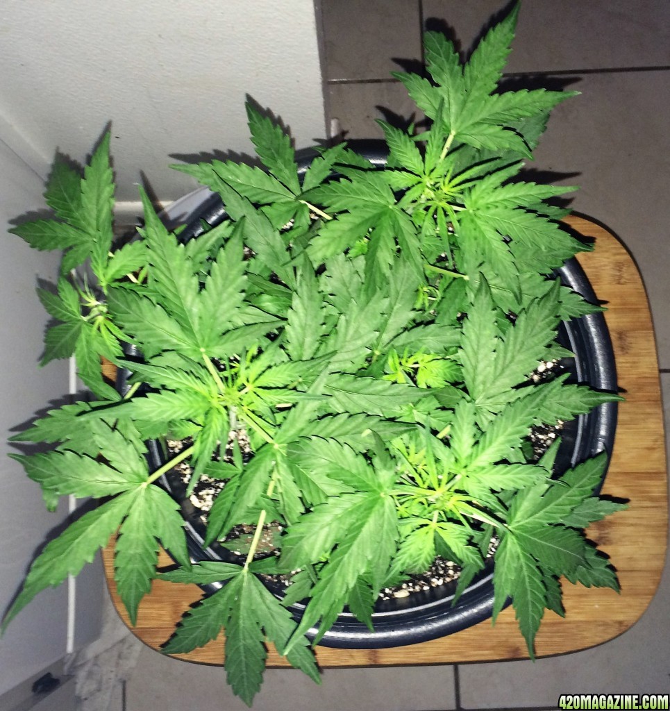 Lemon1 WK5