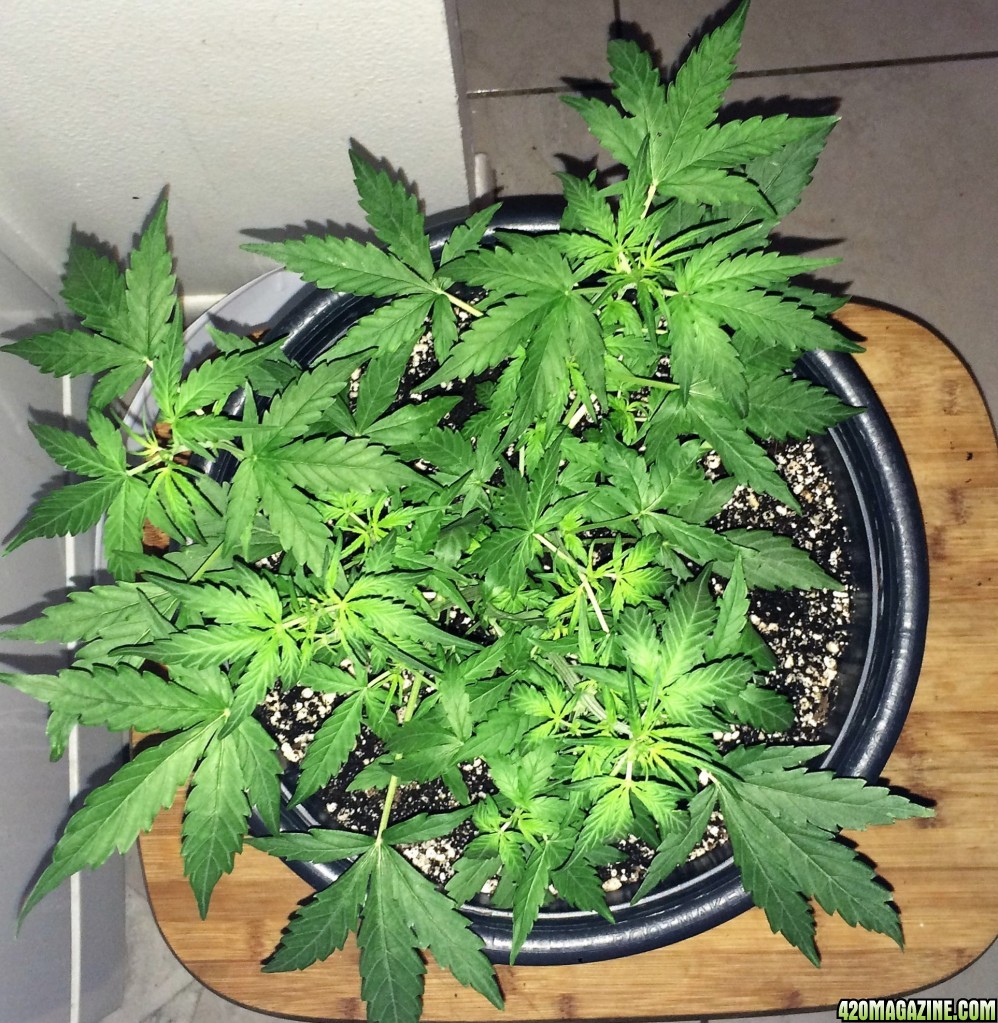 Lemon1 WK5