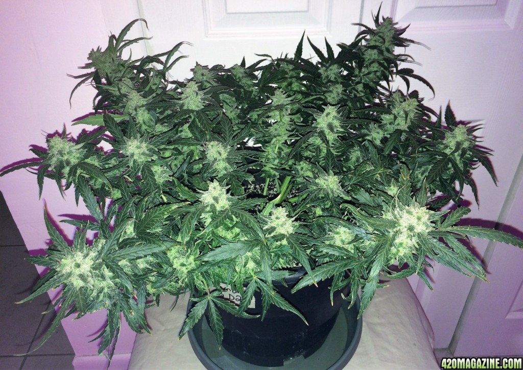 Lemon2 OG Haze Week 12 Flowering Day 36