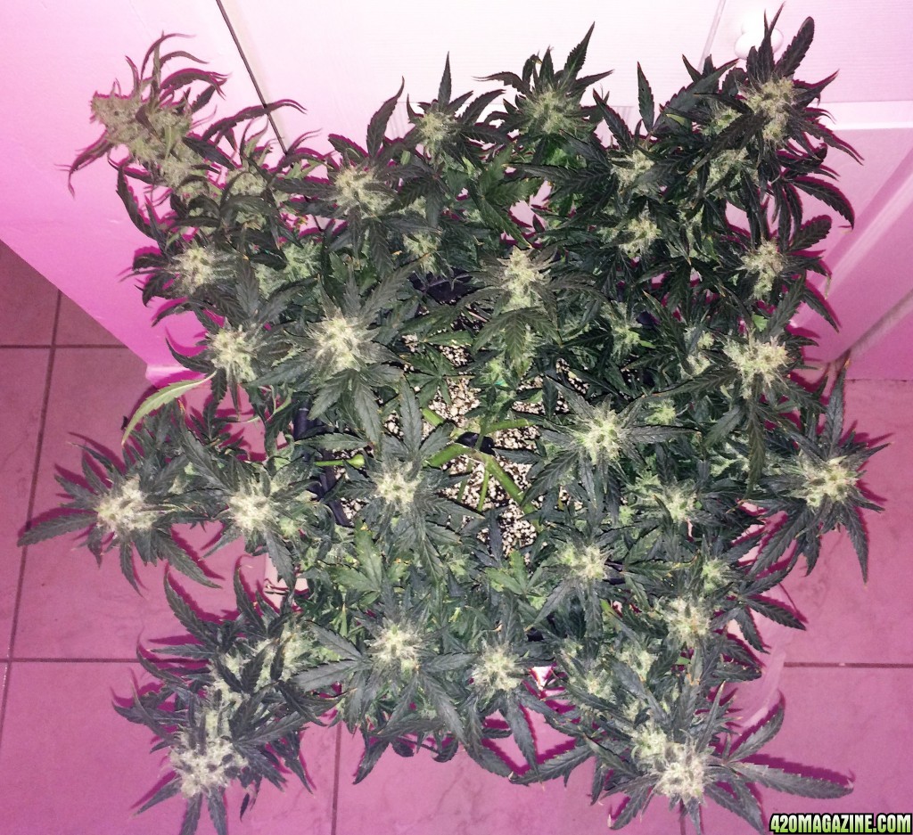 Lemon2 OG Haze Week 12 Flowering Day 36